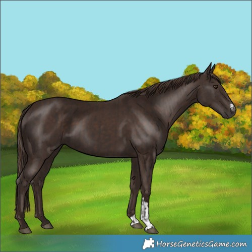 Horse Color:Liver Chestnut and Liver Chestnut