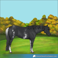 Horse Color:White Spotted Black 