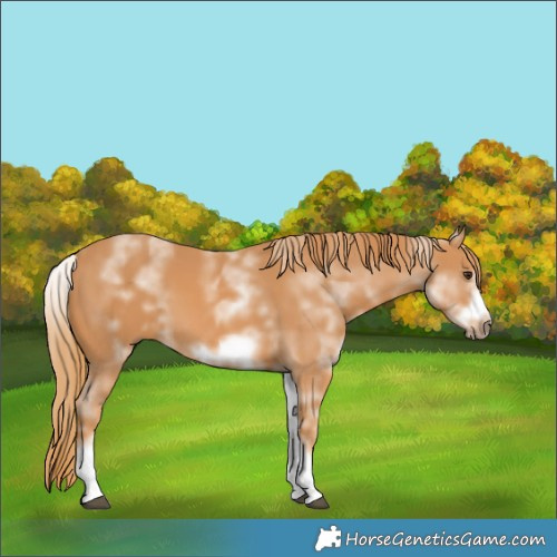 Horse Color:White Spotted Chestnut Frame 