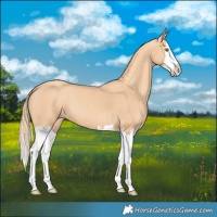Horse Color:Gold Champagne Splash 