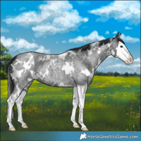 Horse Color:White Spotted Blue Roan Splash 