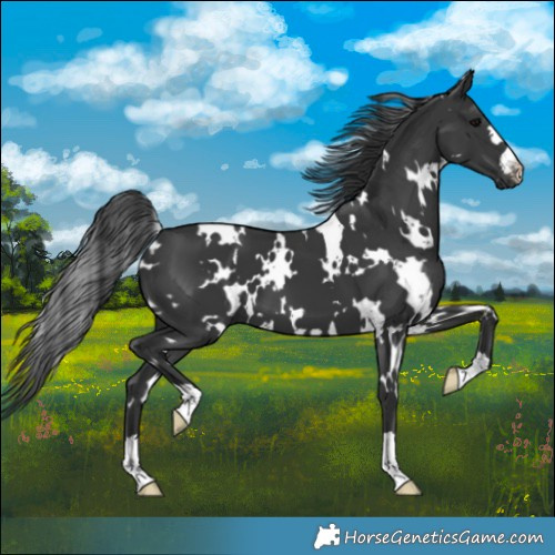 Horse Color:White Spotted Black