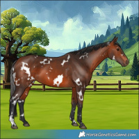Horse Color:White Spotted Bay 