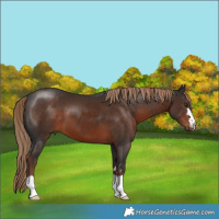Horse Color:Liver Chestnut 