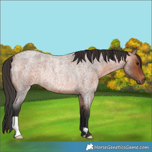 Horse Color:Bay Roan Rabicano