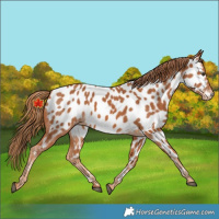 Horse Color:Chestnut Near Leopard 
