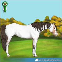 Horse Color:Bay Ice Roan Appaloosa Rabicano