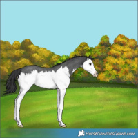 Horse Color:Blue Roan Splash Rabicano