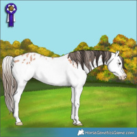 Horse Color:Bay Roan Splash Leopard Rabicano 