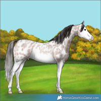 Horse Color:Bay Roan Splash Appaloosa Rabicano 