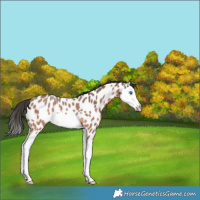 Horse Color:Bay Roan Splash Leopard Rabicano 