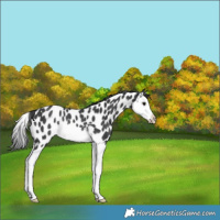 Horse Color:Black Splash Appaloosa Rabicano 