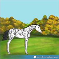 Horse Color:Black Splash Appaloosa Rabicano 