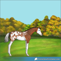 Horse Color:Bay Splash Appaloosa