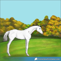 Horse Color:Brown Splash Fewspot 