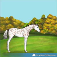 Horse Color:Bay Ice Roan Splash Near Leopard Rabicano 