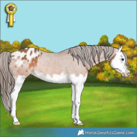 Horse Color:Bay Splash Appaloosa Rabicano 