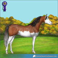 Horse Color:Bay Splash Rabicano 