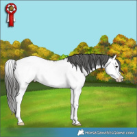 Horse Color:Black Splash Near Fewspot Rabicano 