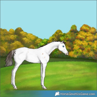Horse Color:Bay Splash Fewspot Rabicano 