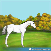 Horse Color:Bay Roan Splash Fewspot Rabicano 
