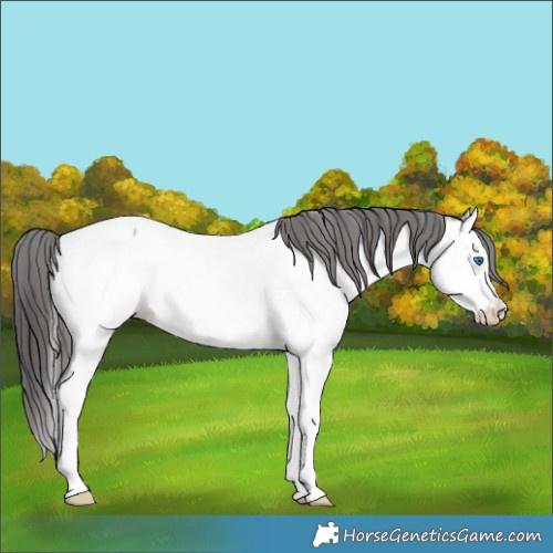 Horse Color:Blue Roan Splash Appaloosa