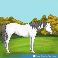 Horse Color:Blue Roan Splash Appaloosa 