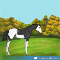 Horse Color:Black Splash Snowcap 