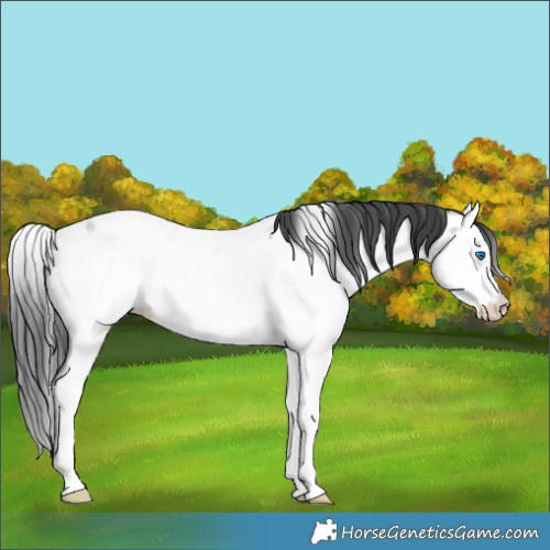 Horse Color:Blue Roan Splash Appaloosa