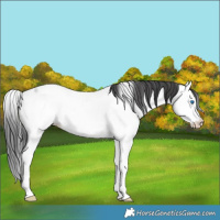 Horse Color:Blue Roan Splash Fewspot 