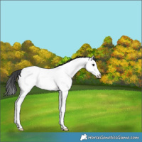 Horse Color:Black Splash Fewspot Rabicano 