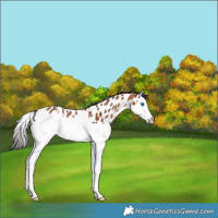 Horse Color:Bay Splash Appaloosa 