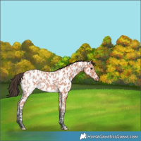 Horse Color:Bay Ice Appaloosa Rabicano 