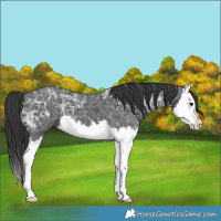 Horse Color:Black Ice Splash 