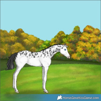 Horse Color:Black Splash Appaloosa Rabicano 