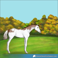Horse Color:Red Roan Splash Snowcap Rabicano 