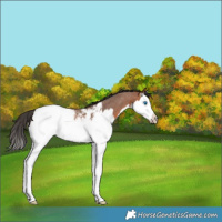 Horse Color:Bay Roan Splash Snowcap 