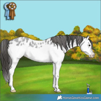 Horse Color:Blue Roan Splash Leopard Rabicano 