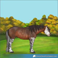 Horse Color:Brown Rabicano and Brown Splash Rabicano