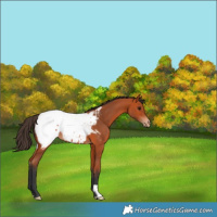 Horse Color:Bay Appaloosa