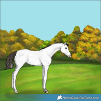 Horse Color:Bay Roan Fewspot 