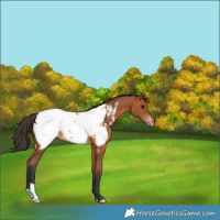 Horse Color:Bay Appaloosa 