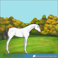 Horse Color:Blue Roan Splash Fewspot 