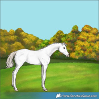 Horse Color:Silver Blue Roan Fewspot 