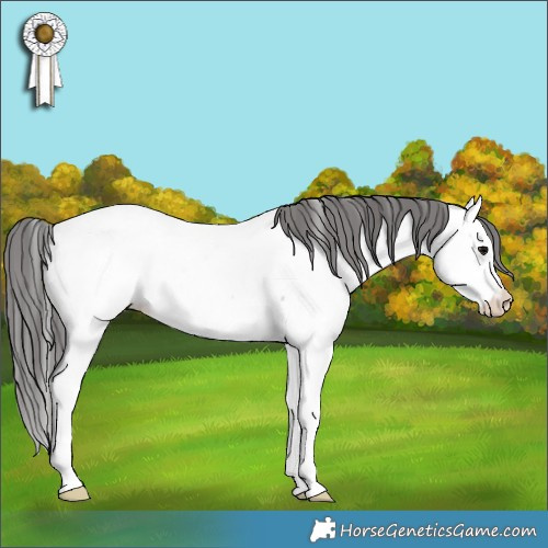 Horse Color:Blue Roan Splash Appaloosa Rabicano 