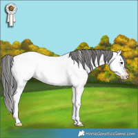 Horse Color:Blue Roan Splash Fewspot Rabicano 