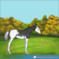Horse Color:Black Splash Snowcap Rabicano