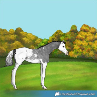 Horse Color:Blue Roan Splash Snowcap Rabicano 