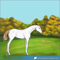 Horse Color:Red Roan Splash Fewspot 