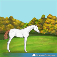 Horse Color:Red Roan Splash Fewspot Rabicano 